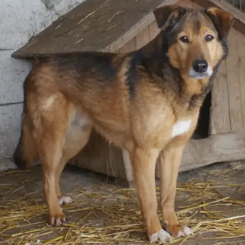 Athos