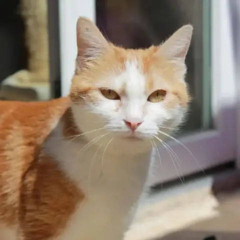 Skitty En Accueil Chez Sandrine