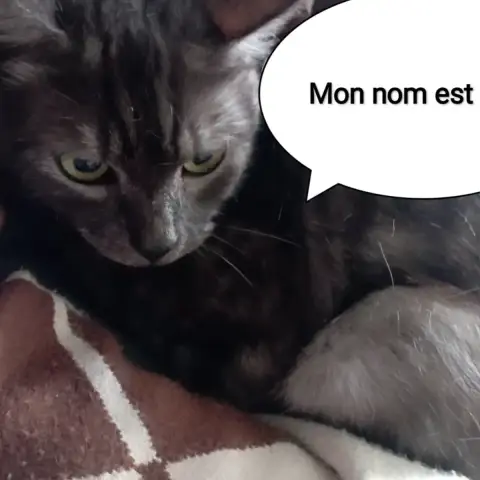Ariel Chatte Adulte