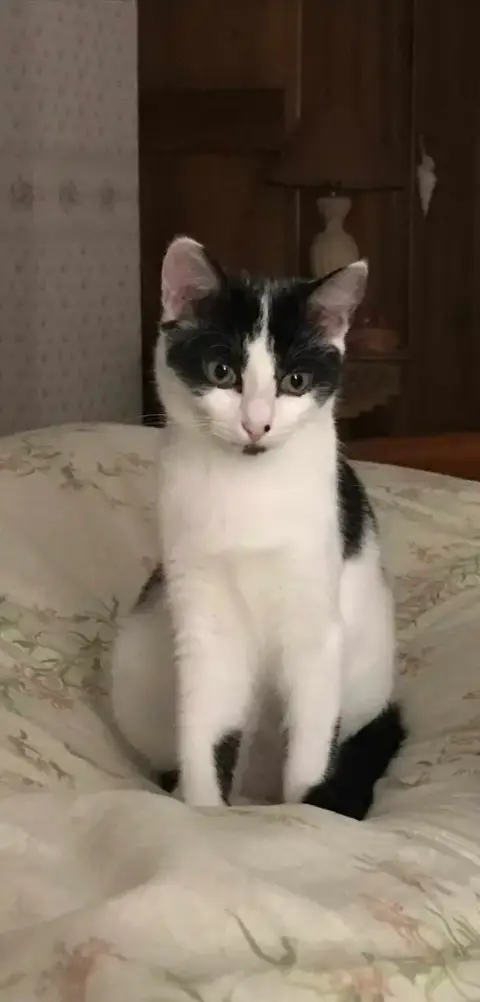 Pia