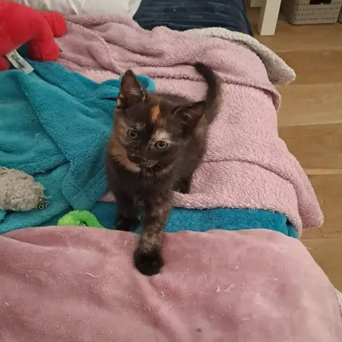 Brownie