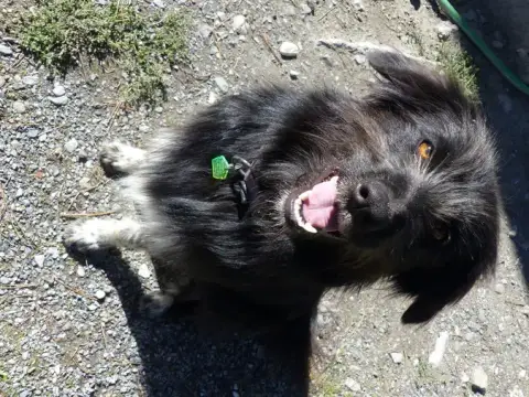 Tara