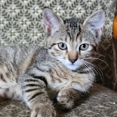 Femelle 1 Bébé De Bella