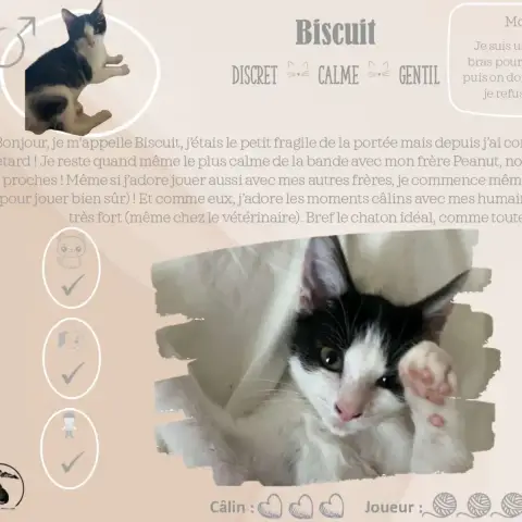 Biscuit photo 2