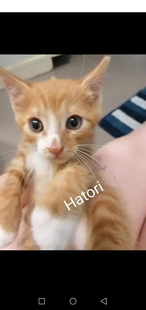 Hatori photo 2