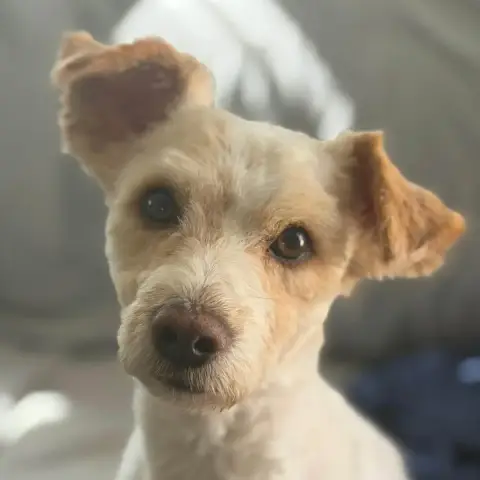 Canelo