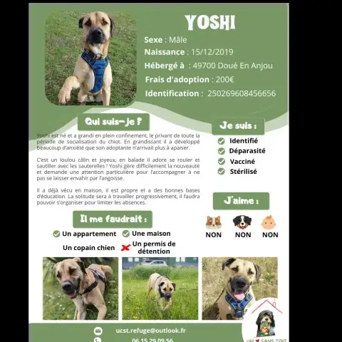Yoshi