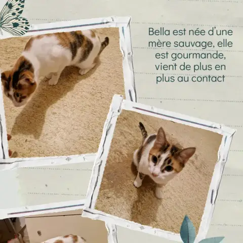Bella