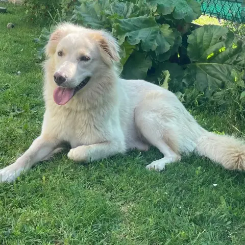 Luna photo 2