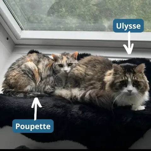 Ulysse & Poupette