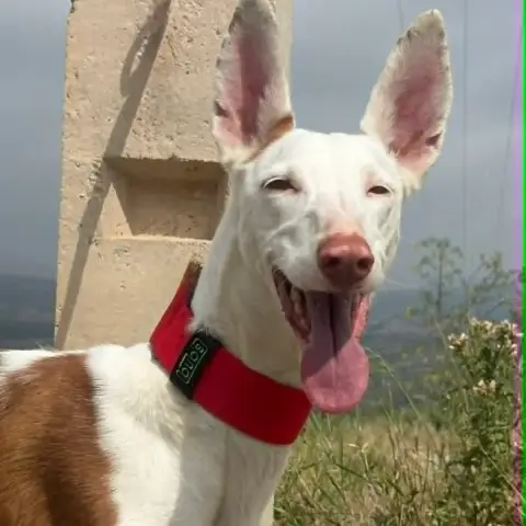 Reina
