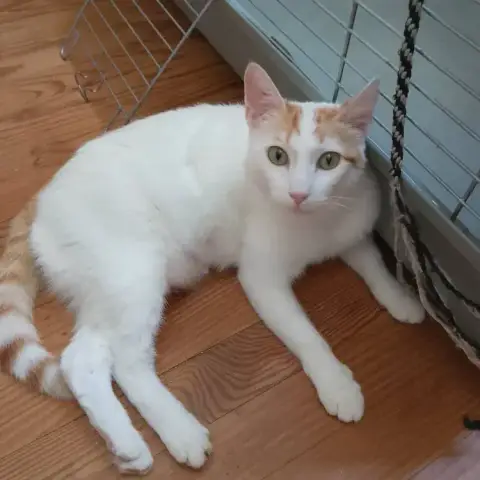 Biobie