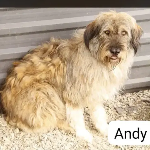 Andy