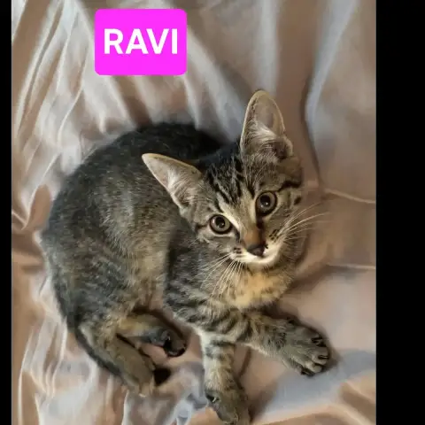 Ravi Et Oli