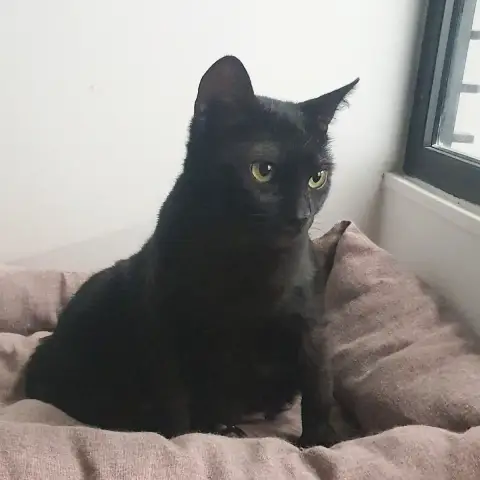 Tara