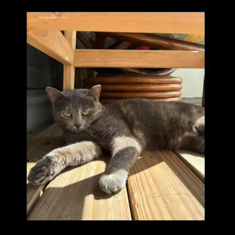 Java photo 2