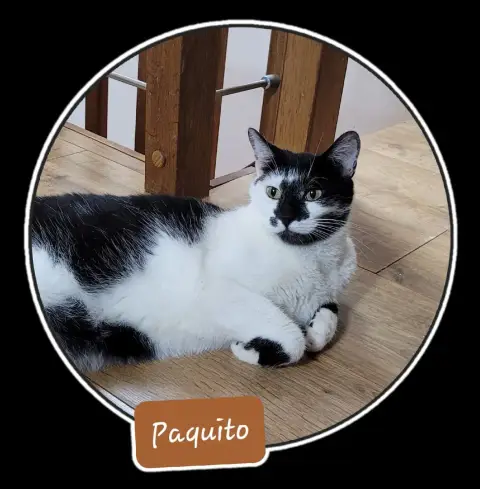 Paquito photo 3