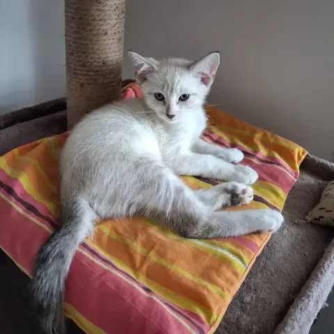 Adopter Bojack