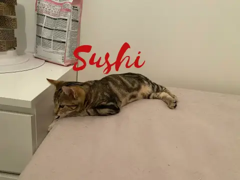 Sushi