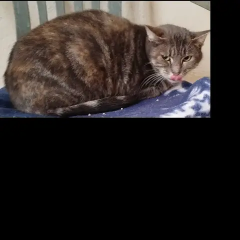 Amiette