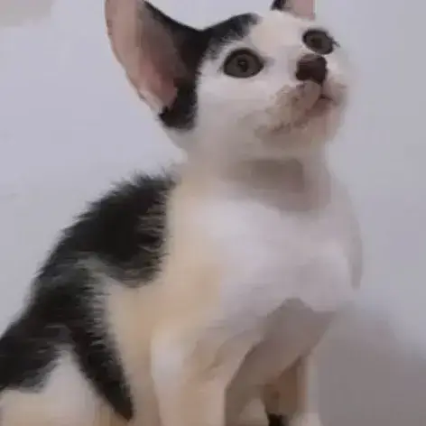 ✨️ Nestor ✨️ 🐱