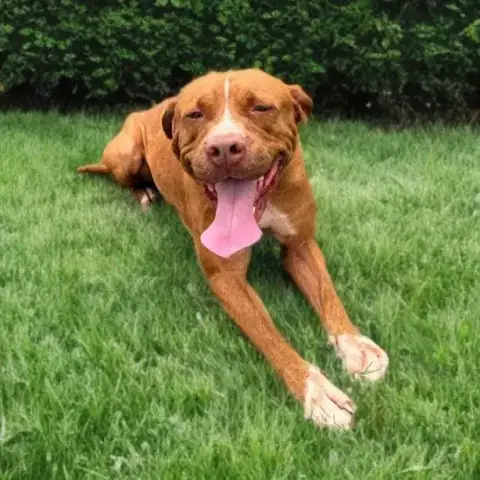 Starlett Chienne photo 2