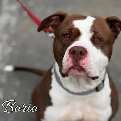 Bario