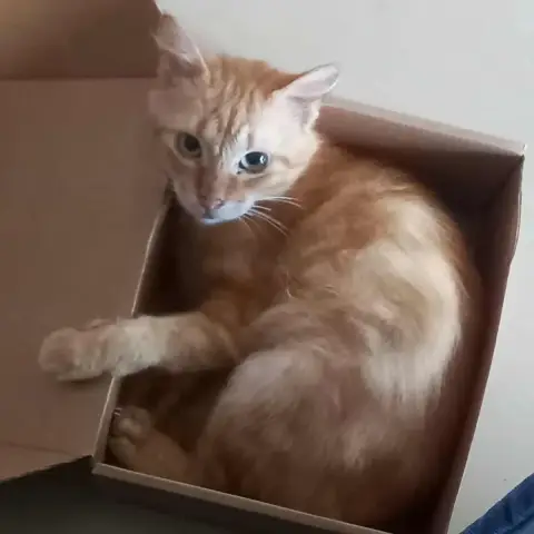 Moumoune