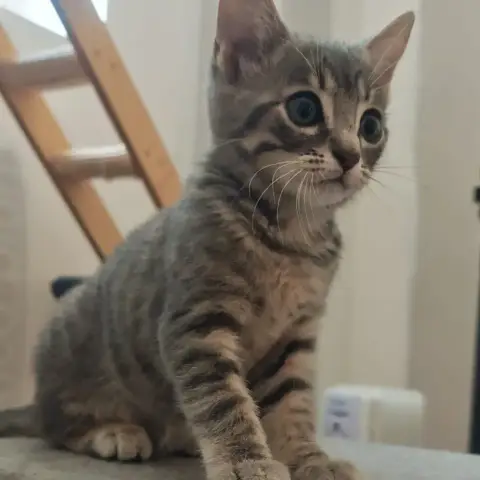 Zina