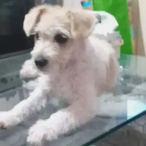 Maya