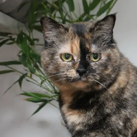 Myrtille