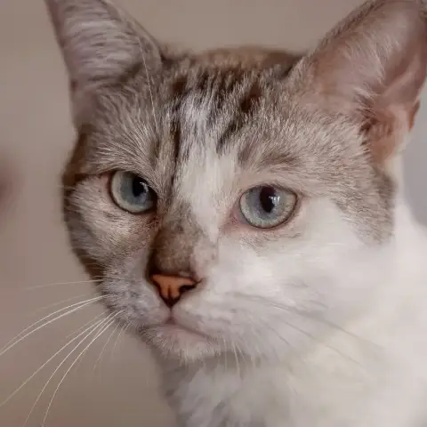 Malibu