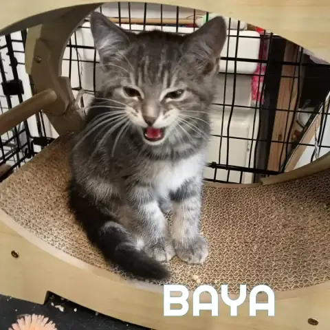 Baya