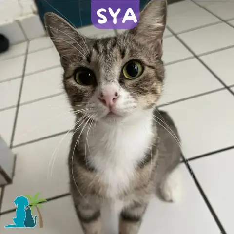 Sya