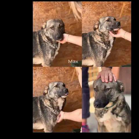Max photo 2