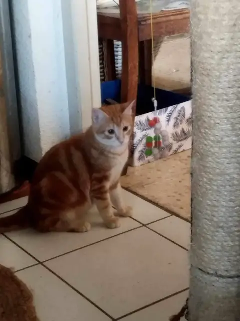 Caramel photo 3