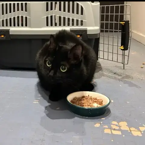 Moka Pour Fa Ou Adoption