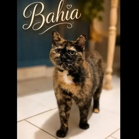 Bahia