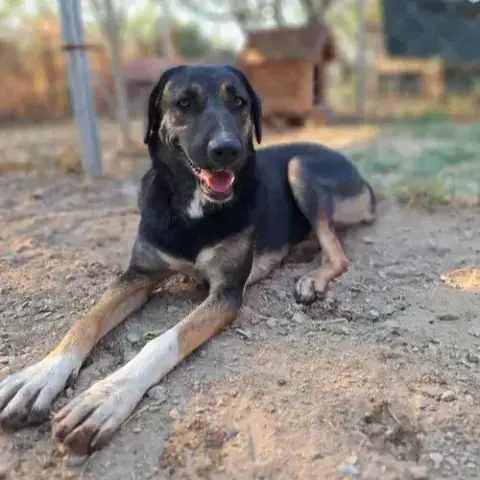 Pepita