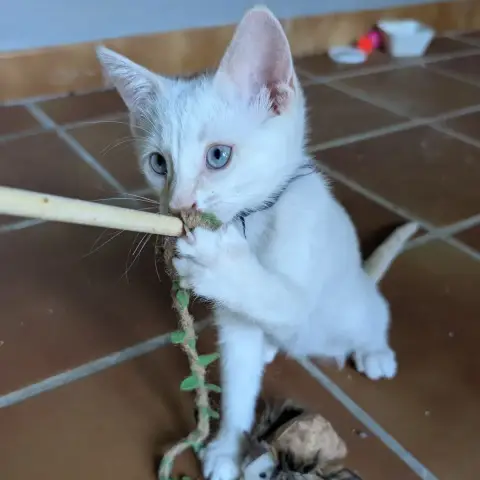 Bowie