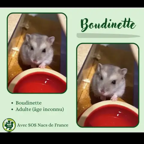Boudinette