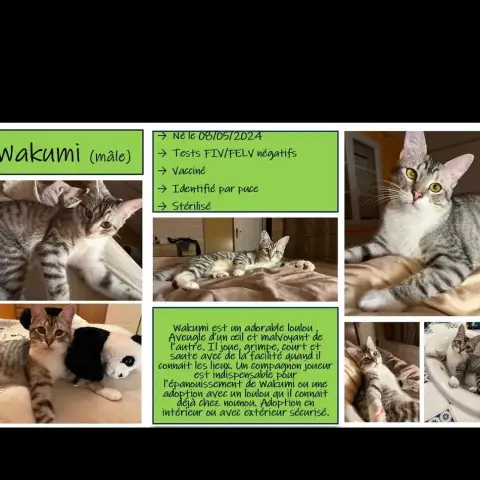 Wakumi