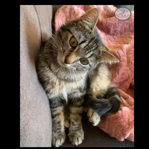 Lilou