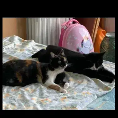 Xiomi Et Zara photo 2