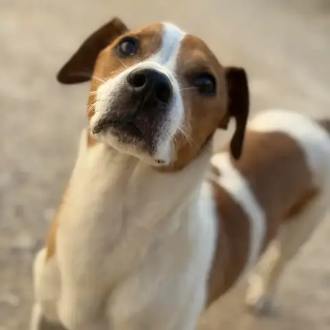 Monchito photo 2