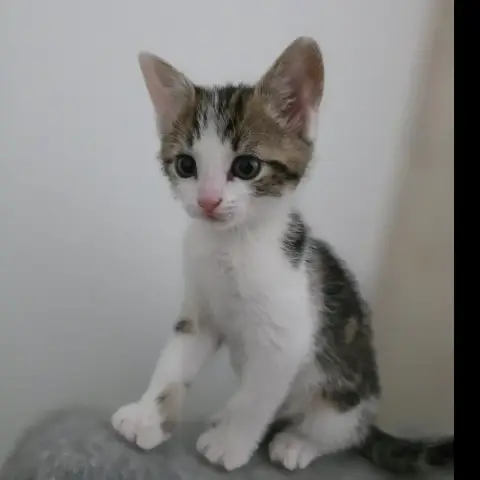 Juno