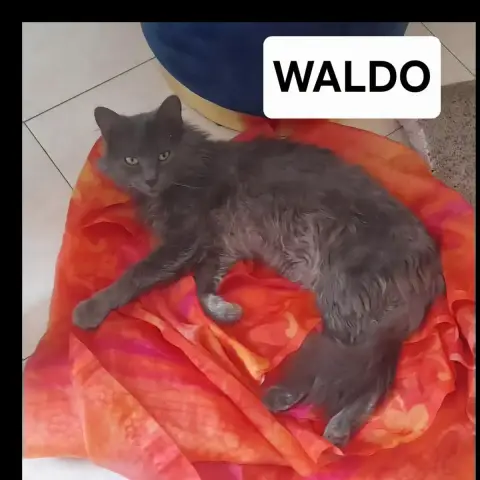 Waldo