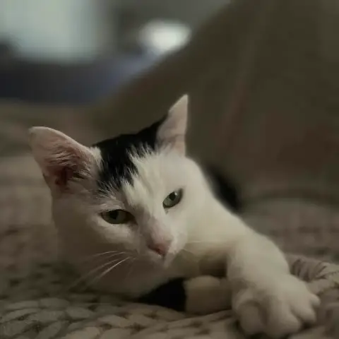Yuki photo 3