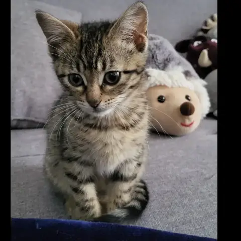 Miss Bulle