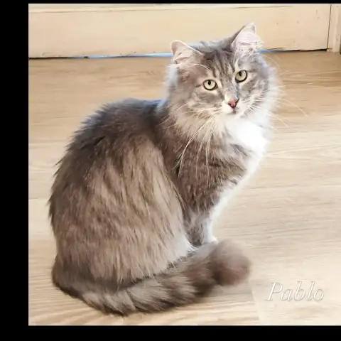 Pablo